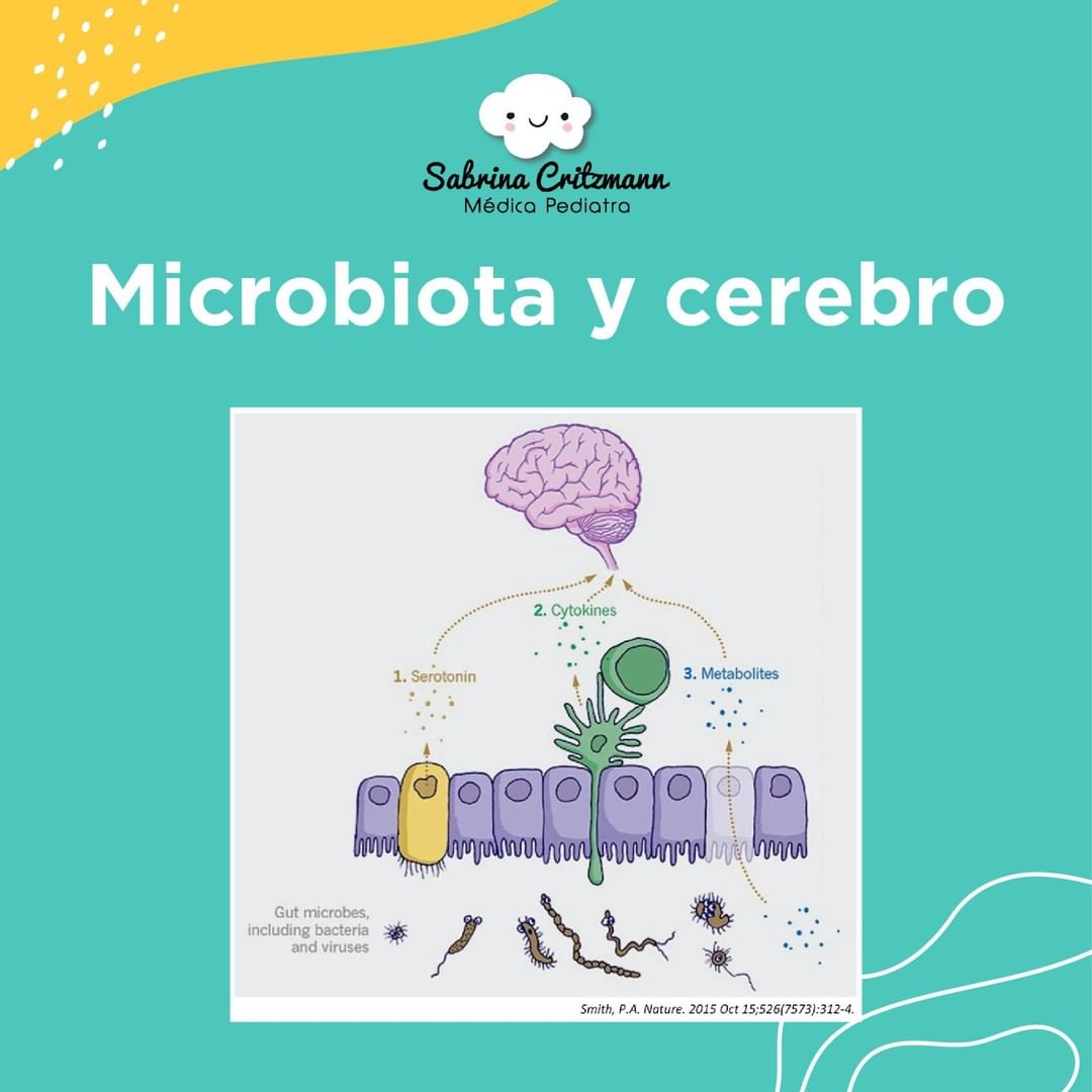 microbiota cerebro